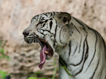 Close-up of white tiger at zoo
