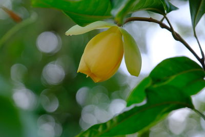 Close-up of yellow flowering plant
