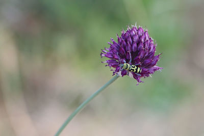 flowering plant