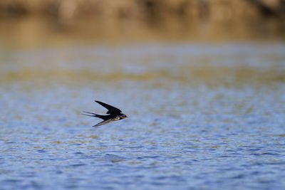 The barn swallow taking a bath on a lake soderica, croatia