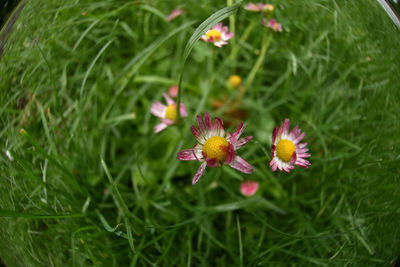 Close-up of flowers blooming in field