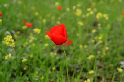 Close-up of red poppy flower on field