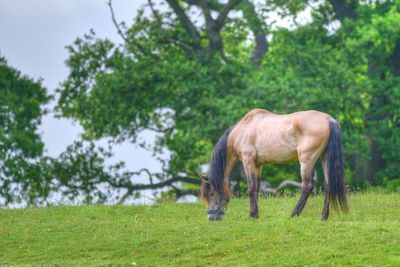 Horse grazing in a field