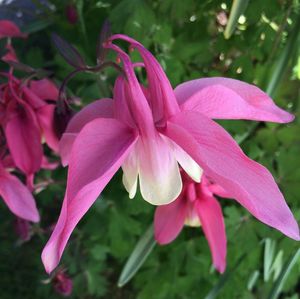 Close-up of pink flowers