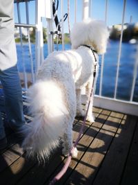 Close-up of dog standing on floor