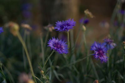 Blue petals of cornflower blooming on blur green leaves, know as bachelor's button or basket flower