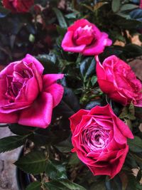 Close-up of pink flowers blooming outdoors