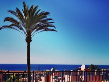 Palm trees on beach against clear blue sky