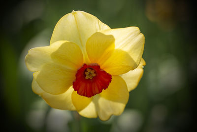 Close-up of yellow flowering plant