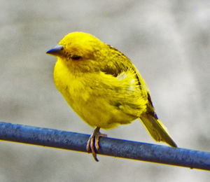 Close-up of bird perching on railing