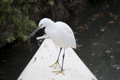 Close-up of bird perching on a land