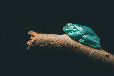 Side view of a bird against black background