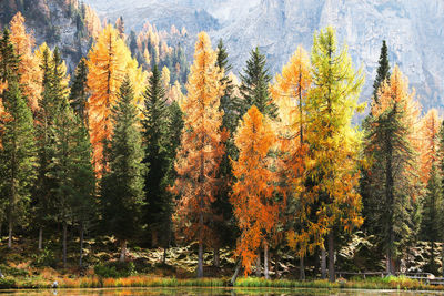 Pine trees in forest during autumn