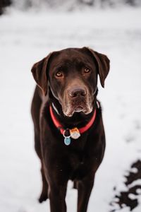 Close-up of dog