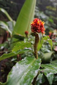 Close-up of red flowering plant