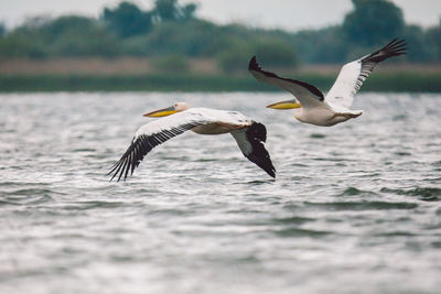 Pelicans flying over water