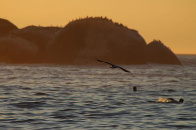 Silhouette bird flying over sea against sky during sunset