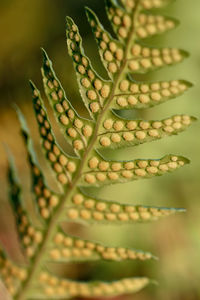 Ferns, green leaf in summertime