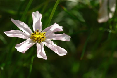 Close-up of white flowering plant