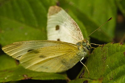 Close-up of butterfly on leaf