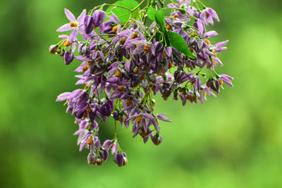 Close-up of purple flowering plant