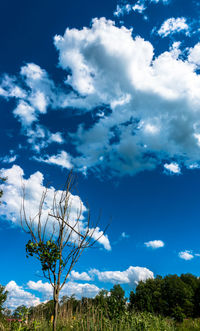 Low angle view of trees against blue sky