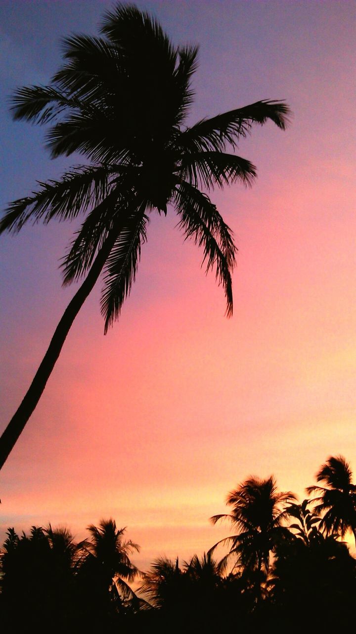 sunset, silhouette, tree, palm tree, orange color, beauty in nature, sky, scenics, low angle view, tranquility, nature, tranquil scene, growth, idyllic, branch, tree trunk, outdoors, outline, no people, sun