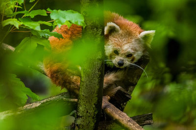 Portrait of squirrel on tree