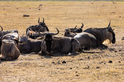 Rhinoceros on field