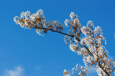 Low angle view of tree against blue sky