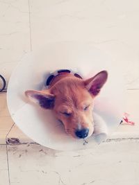 Close-up portrait of dog lying on floor