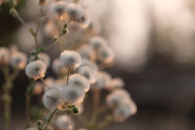 Close-up of white flowering plant on field