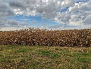 Crops growing on field against sky