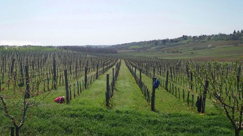 Scenic view of agricultural field against sky