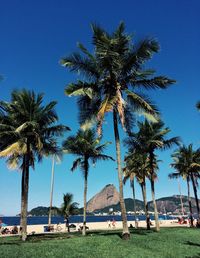 Palm trees on beach against clear blue sky