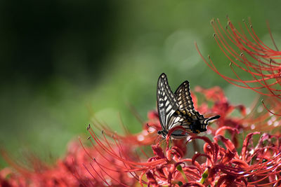 Close-up of butterfly pollinating on flower