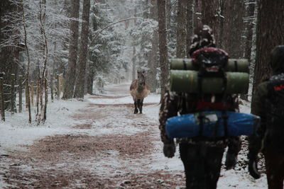 Hikers and horse in forest during winter