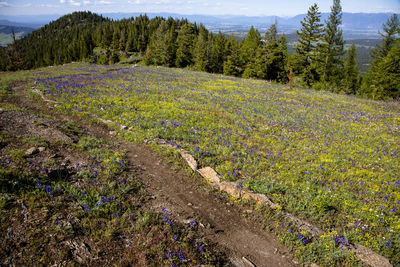 Wild flowers on the foys to blacktail trail near kalispell, mt