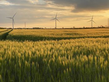 Scenic view of field against sky during sunset