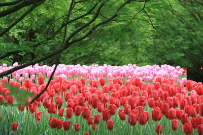 Close-up of pink flowers blooming outdoors