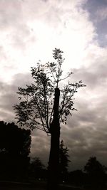 Silhouette of trees against cloudy sky