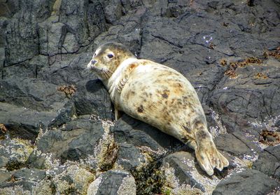 Close-up of seal pup on rocks