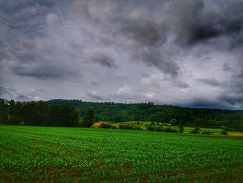 Scenic view of agricultural field against sky