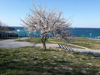 Cherry blossom tree on field by sea against clear sky