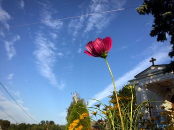 Low angle view of flowers against blue sky