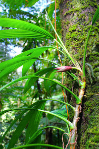 Close-up of fresh green plant in forest