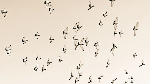 Low angle view of silhouette birds flying against clear sky