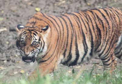 Close-up portrait of tiger