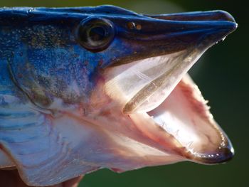 Close-up of fish swimming in sea