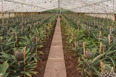 Plants in greenhouse